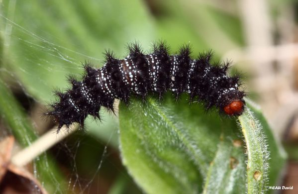 Chenille-Melitee-du-plantain.jpg