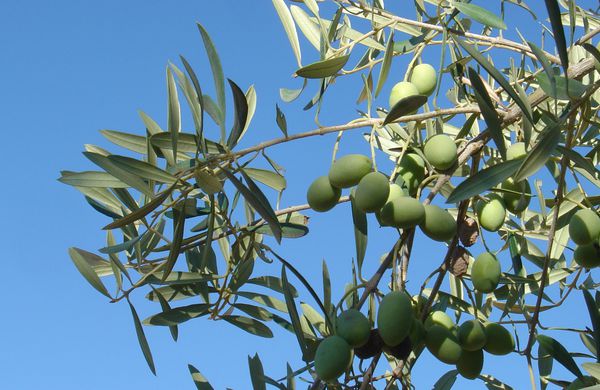 Branche d'olivier
