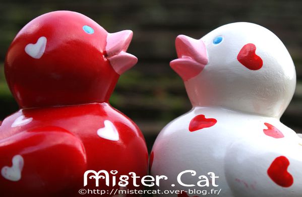canards-plastique-saint-valentin-mister-cat-4