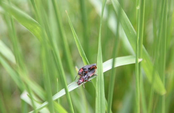 Animaux-4-6339-Cantharis-rustica-jpg