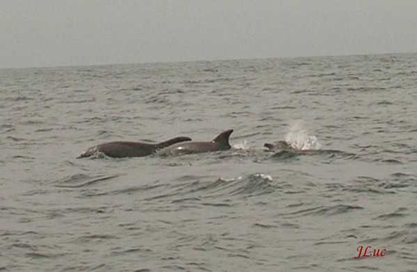 PXR dauphins