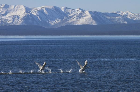 Cygne trompettes sur le Yellow lake - YNP