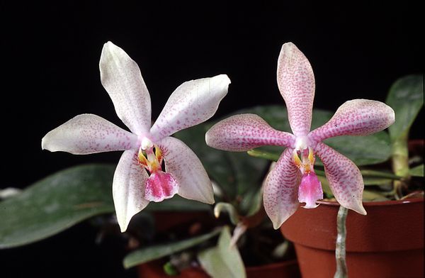 Phalaenopsis mannii geneviève x philippinense