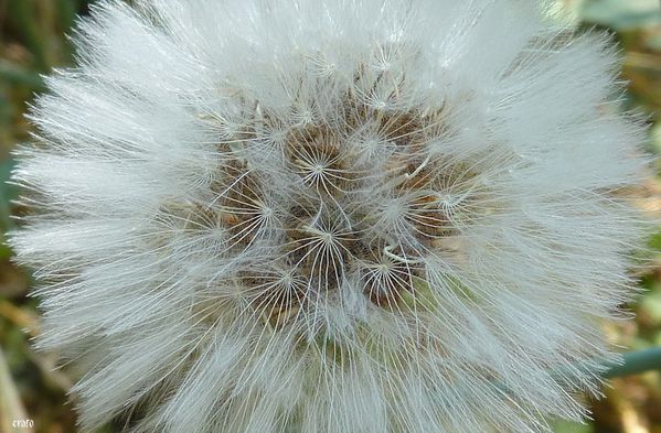 20mai2011---fleurs-de-pissenlits-014-a.jpg