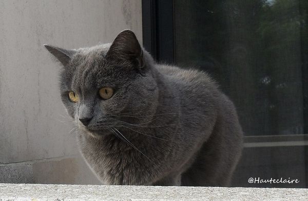 chat-2.jpg