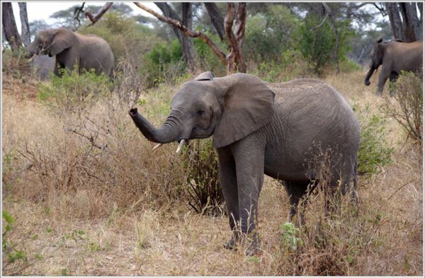 la faune de tarangire