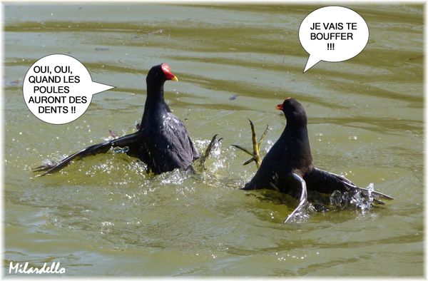 poules-d-eau-la-bagarre-le-debat-3b-humour-animaux.JPG