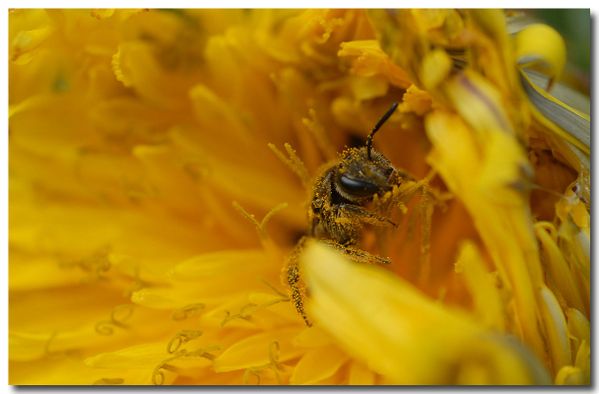 ABEILLE PISSENLIT ABEILLE PISSENLIT