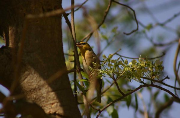 097-Encore-un-tisserin-jpg