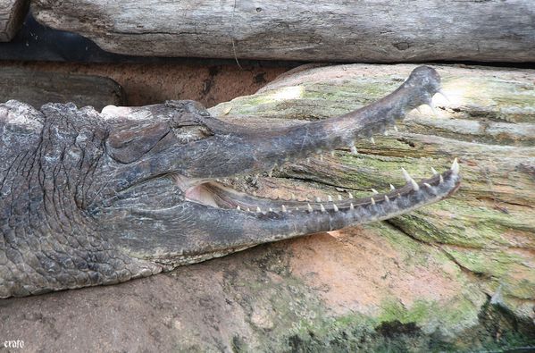 11-mai-2011---La-ferme-aux-crocodiles---suite--090-a.jpg