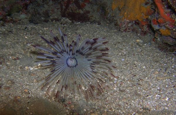 PXR anemone