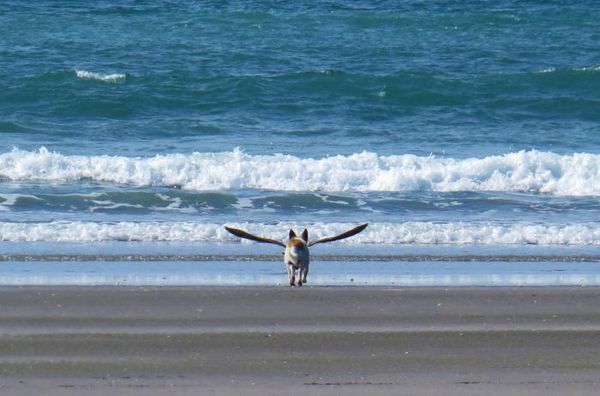 chien volant