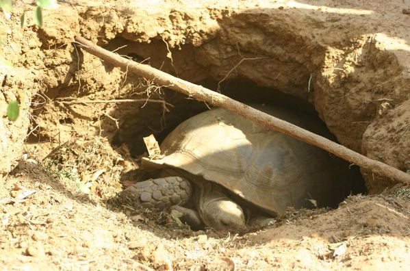 615-Madame-tortue-dans-son-terrier-jpg