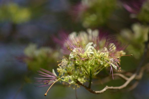 100-Fine-fleur-jpg