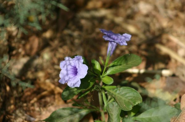 102-Petunia-jpg