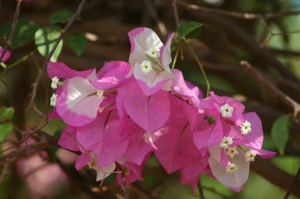 210-Bougainvillier-double-jpg