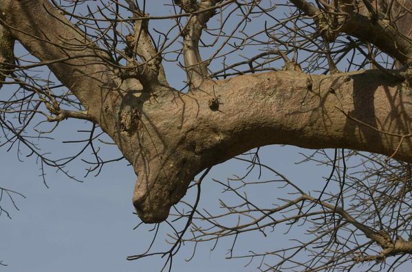 595-Une-branche-de-baobab-gazelle-jpg