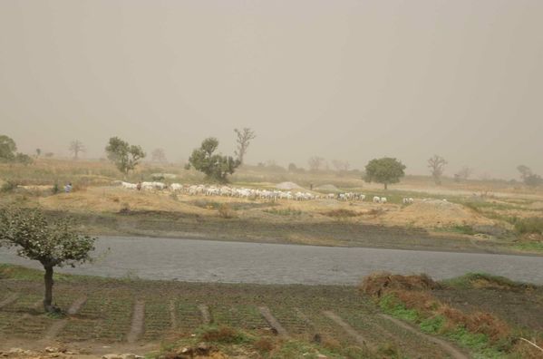 498-Troupeau-et-maraichages-pres-d-un-point-d-eau-jpg