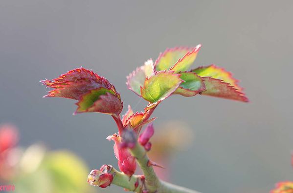 feuilles-rosier-mars-2011-021.JPG