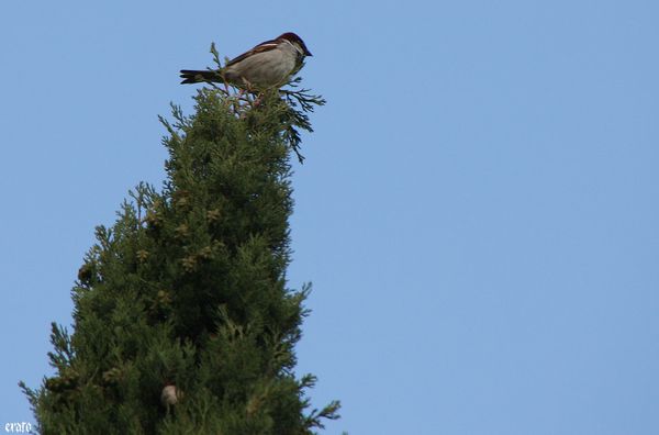 20mai2011-athena-oiseau-009-a.jpg