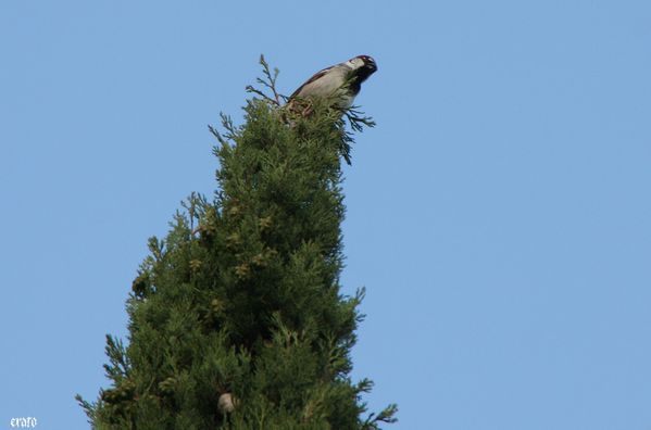 20mai2011-athena-oiseau-023-a.jpg