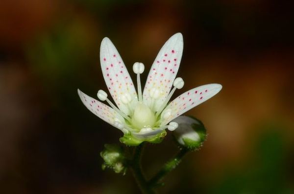 Saxifraga-rotundifolia-Saxifrage-a-feuilles-rondes.JPG