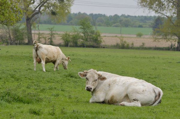 Berville vaches blanches