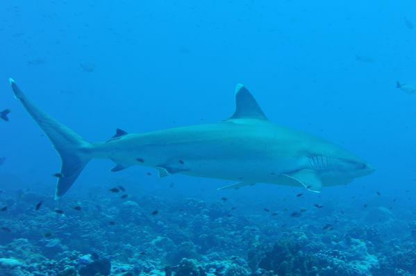 requin tapete