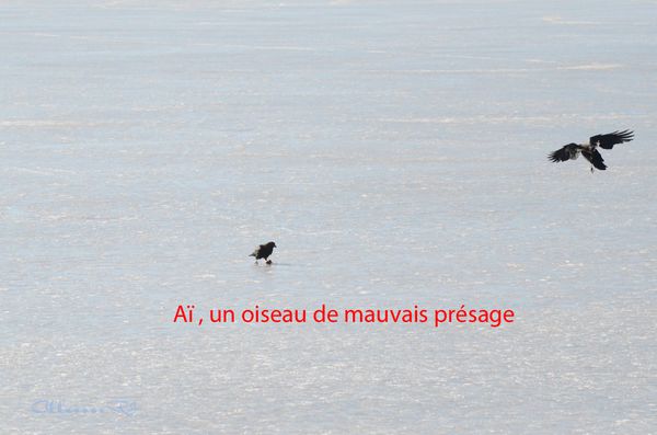 Corbeaux à Gérardmer 105