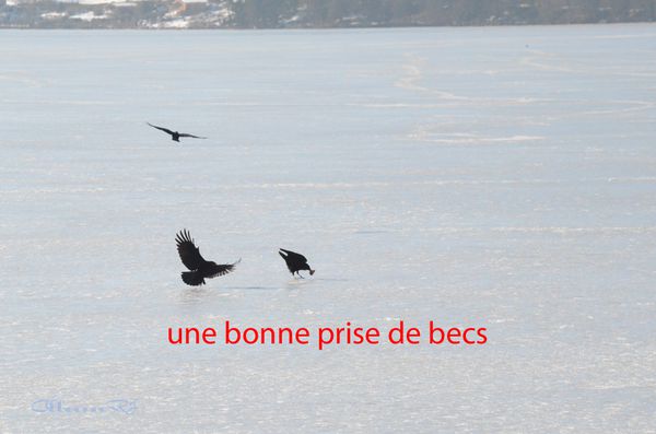 Corbeaux à Gérardmer 109