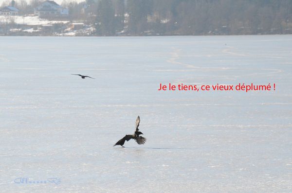 Corbeaux à Gérardmer 110