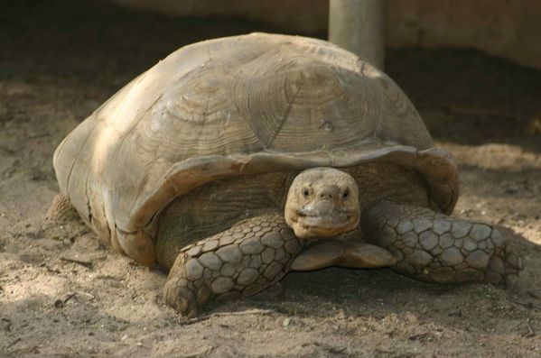 216-Madame-tortue-de-terre--.jpg