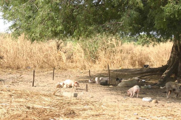 295-Elevage-de-cochon-dans-une-famille-chretienne-jpg
