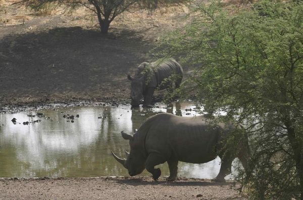 609-Le-couple-hippopotame-jpg