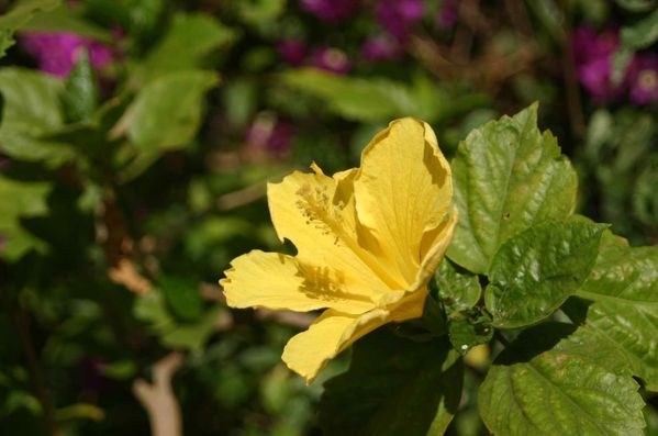 020-Hibiscus-jaune-jpg