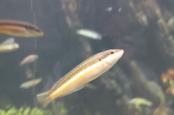 Aquarium-de-La-Rochelle-267-jpg