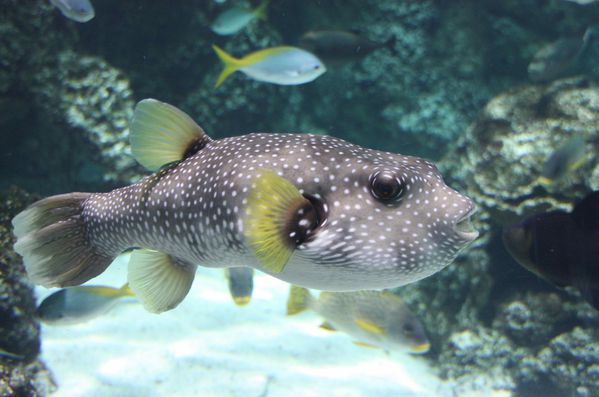 Aquarium-de-La-Rochelle-305-jpg