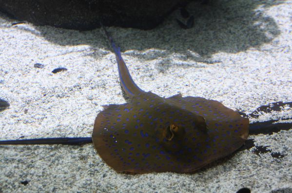 Aquarium-de-La-Rochelle-328-jpg