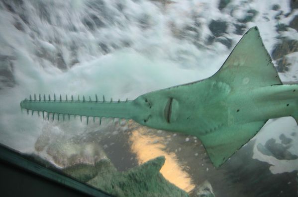 Aquarium de La Rochelle 392.