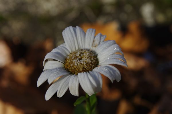 margueritte-givree2.JPG