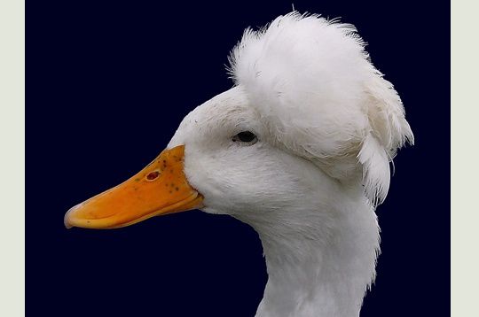 chignon.jpg