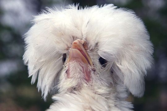 pose-d-une-moumoute.jpg