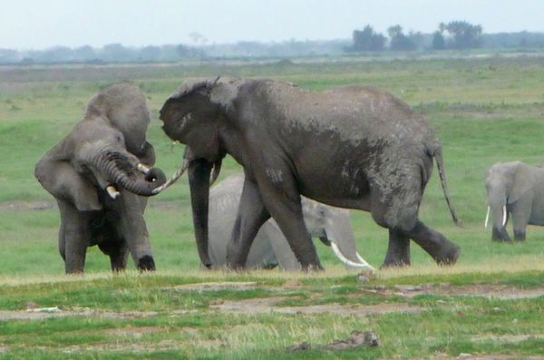 combat éléphants 2