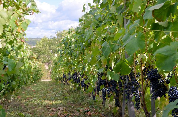 13-9-bientot-les-vendanges.jpg