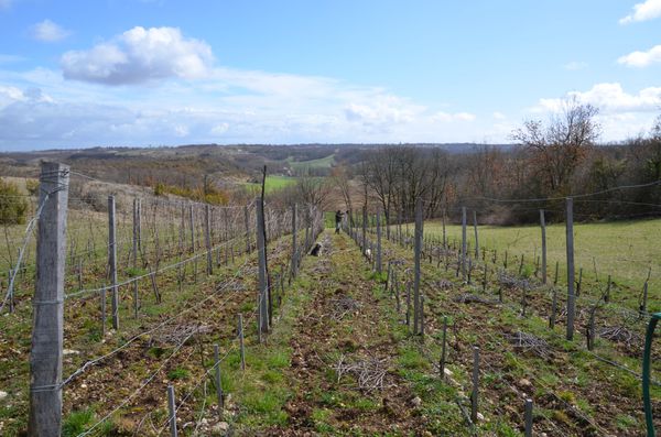 taille-Terre-a-vignes.jpg