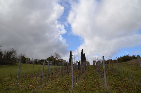 taille-vignes-8-3-13.jpg