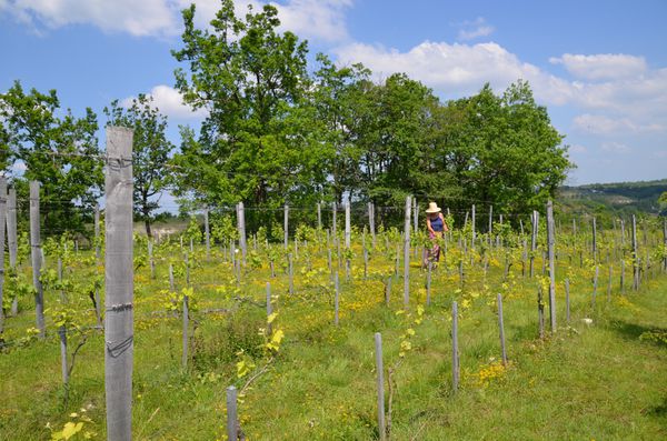 vignes-26-mai.jpg