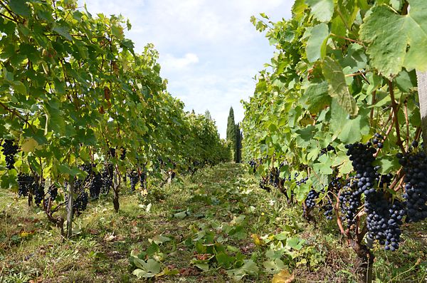 2014-vendanges-effeuillage-1.jpg