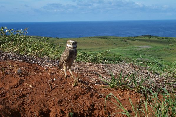 Endemic Clarion burrowing owl - ecsc.edu