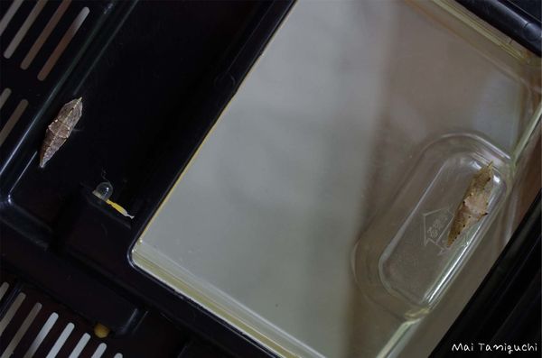 IMGG7267mini